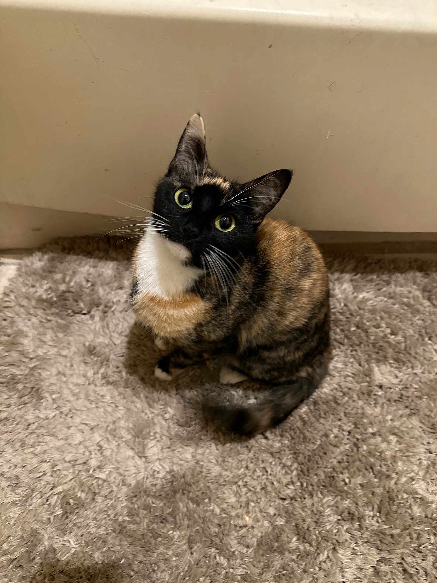 Mina joined the competition — help win amazing prizes! cat, calico, pet, animal, fur, whiskers, carpet, indoor, curious, green_eyes, cute, sitting, fluffy, feline, looking_up, domestic, tabby, soft, small, adorable