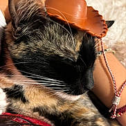 Mina is registered to the contest to win money with this photo: animal, bracelet, cat, close_up, companion, cowboy_hat, cozy, cute, domestic_cat, fur, human_arm, indoor, pet, relaxed, resting, sleeping, small_hat, soft_texture, tortoiseshell, whiskers