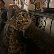 Milburne joined the competition — help win amazing prizes! cat, tabby, indoor, couch, curious, whiskers, closeup, pet, furniture, curtains, pattern, human, blurred_background, cozy, domestic, animal, portrait, resting, lamp, living_room