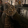 cat, tabby, indoor, couch, curious, whiskers, closeup, pet, furniture, curtains, pattern, human, blurred_background, cozy, domestic, animal, portrait, resting, lamp, living_room