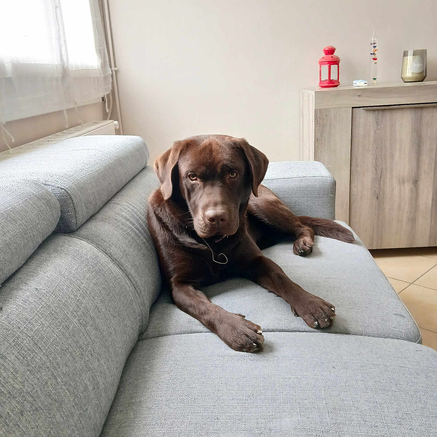 Brutus