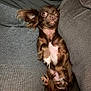 Eevee is registered to the contest to win money with this photo: animal, brown_dog, companion, couch, cozy, cushions, cute, dog, domestic_animal, ears, expression, fur, indoor, lying_down, paw, pet, relaxed, small_dog, snout, wide_eyes