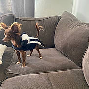 Eevee joined the competition — help win amazing prizes! brown_dog, canine, costume, couch, curious, curtain, dog, domestic_animal, ears, fabric, furniture, home, indoor, living_room, pet, skunk_costume, small_dog, standing, tail, wall