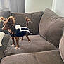 brown_dog, canine, costume, couch, curious, curtain, dog, domestic_animal, ears, fabric, furniture, home, indoor, living_room, pet, skunk_costume, small_dog, standing, tail, wall