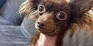 Eevee joined the competition — help win amazing prizes! alert, animal, brown_dog, canine, close_up, couch, cute, dog, domestic_animal, ears, expression, face, fur, furry, indoor, looking, pet, sitting, small_dog, whiskers