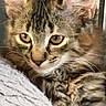 Pepite a rejoint le concours — aidez-le/la à gagner de superbes lots ! abyssinian, angora, animal, brasssection, cat, egyptiancat, horn, kitten, manx, musicalinstrument, pet, siamese