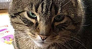 Pirate participe au concours pour gagner de l'argent avec cette photo : cat, tabby_cat, feline, pet, animal, close_up, portrait, whiskers, ears, green_eyes, fur, striped_fur, brown, gray, indoor, sitting, serious_expression, home, plant, photography