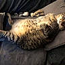 Pirate a rejoint le concours — aidez-le/la à gagner de superbes lots ! cat, tabby_cat, pet, animal, feline, lying_down, upside_down, belly, paws, whiskers, ears, wide_eyes, relaxed, playful, couch, sofa, cushions, indoors, home, portrait