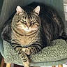 cat, tabby_cat, pet, animal, feline, sitting, lounging, crossed_paws, whiskers, ears, green_eyes, striped_fur, brown_fur, black_fur, cushion, chair, blanket, indoor, portrait, relaxed