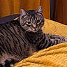 cat, tabby_cat, gray_fur, striped_fur, pet, animal, feline, lying_down, relaxed, bed, blanket, yellow_blanket, indoor, home, portrait, whiskers, ears, eyes, cozy, photography