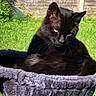 black_cat, cat, feline, pet, animal, whiskers, ears, yellow_eyes, fur, sitting, lounging, hammock, garden, outdoor, grass, daisies, wooden_fence, feather_toy, sunlight, portrait