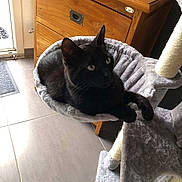 Paprika a rejoint le concours — aidez-le/la à gagner de superbes lots ! cat, black_cat, pet, feline, animal, portrait, lounging, sitting, green_eyes, pointed_ears, whiskers, fur, cat_tree, hammock, pet_bed, indoor, wooden_furniture, cabinet, tile_floor, home
