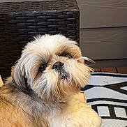 Wally is registered to the contest to win money with this photo: chair, close_up, companion_animal, cream_fur, dog, facial_hair, fluffy, long_hair, outdoor, patio, pet, photography, portrait, rug, seated, serious_expression, shih_tzu, small_dog, tan_fur, wicker