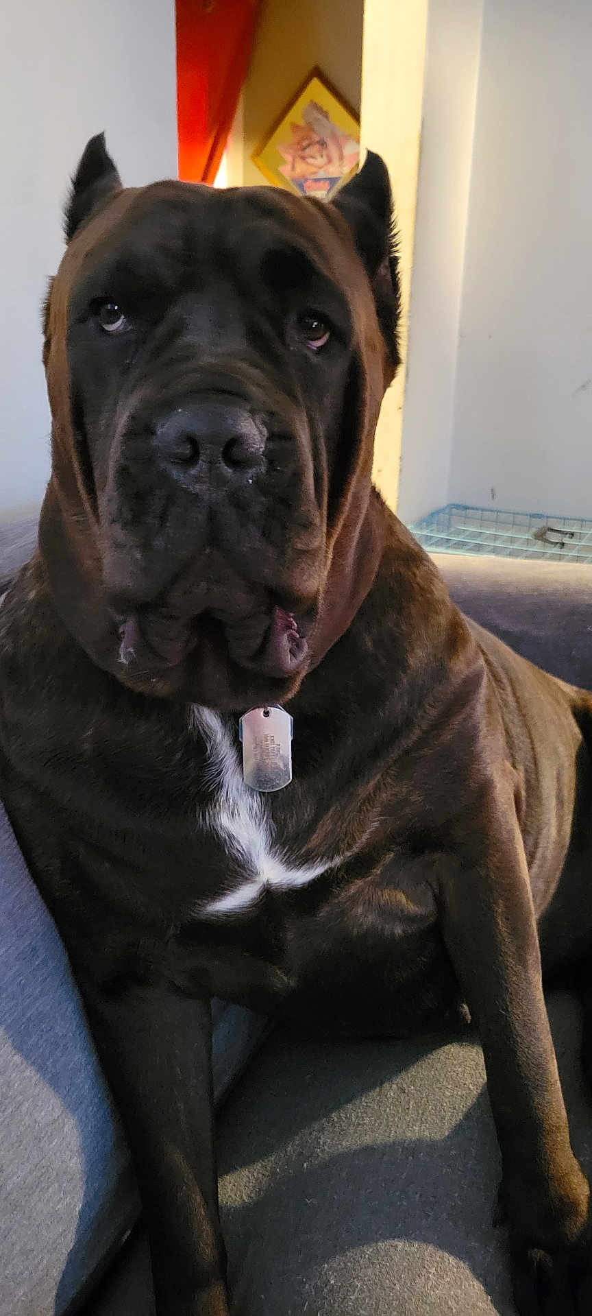 Juno joined the competition — help win amazing prizes! dog, large_dog, canine, mastiff_like, close_up, portrait, indoor, couch, sitting, brown_fur, white_chest_marking, tag, collar, muzzle, ears, paws, relaxed, attentive, living_room, droopy_jowls