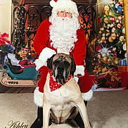 Bruce joined the competition — help win amazing prizes! carnivoran, christmas, dog, dog_breed, dog_like_mammal, fictional_character, holiday, santa_claus, snout