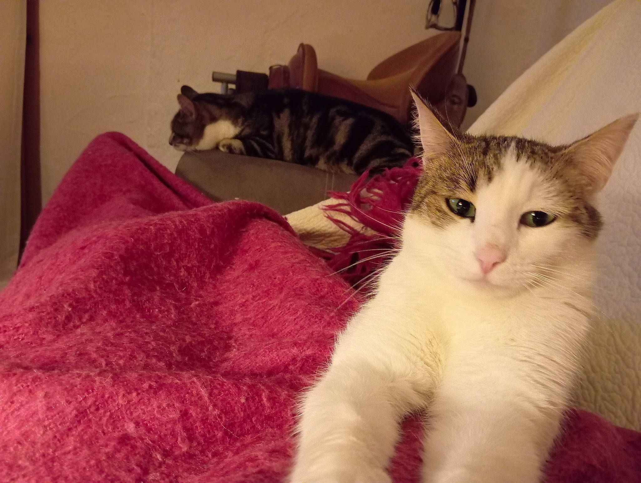 Cachou participe au concours pour gagner de l'argent avec cette photo : bed, bedding, carnivore, cat, comfort, domestic_short_haired_cat, felidae, fur, linens, magenta, paw, small_to_medium_sized_cats, tail, whiskers, window