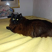 Pilou a rejoint le concours — aidez-le/la à gagner de superbes lots ! animal, bed, black_cat, blanket, cat, cozy, domestic, fabric, feline, fluffy, framed_picture, household, indoor, laundry_basket, lying_down, pet, relaxed, resting, wall, yellow_eyes