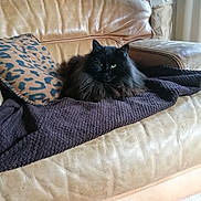 Pilou participe au concours pour gagner de l'argent avec cette photo : cat, black_cat, fluffy, pet, animal, feline, sofa, leather_sofa, blanket, home_interior, cushion, brown, cozy, resting, indoor, domestic_animal, comfortable, fur, relaxed, living_room