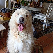 Apache participe au concours pour gagner de l'argent avec cette photo : animal, basket, carpet, chair, companion, cozy, cute, decor, dog, domestic, fluffy, happy, indoor, pet, room, smiling, table, tongue_out, vintage_furniture, wooden_floor