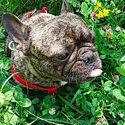 Raider participe au concours pour gagner de l'argent avec cette photo : dog, french_bulldog, brindle, tongue_out, red_harness, greenery, clover, wildflowers, yellow_flowers, outdoor, pet, animal, nature, close_up, cute, playful, grass, sunlight, summer, portrait