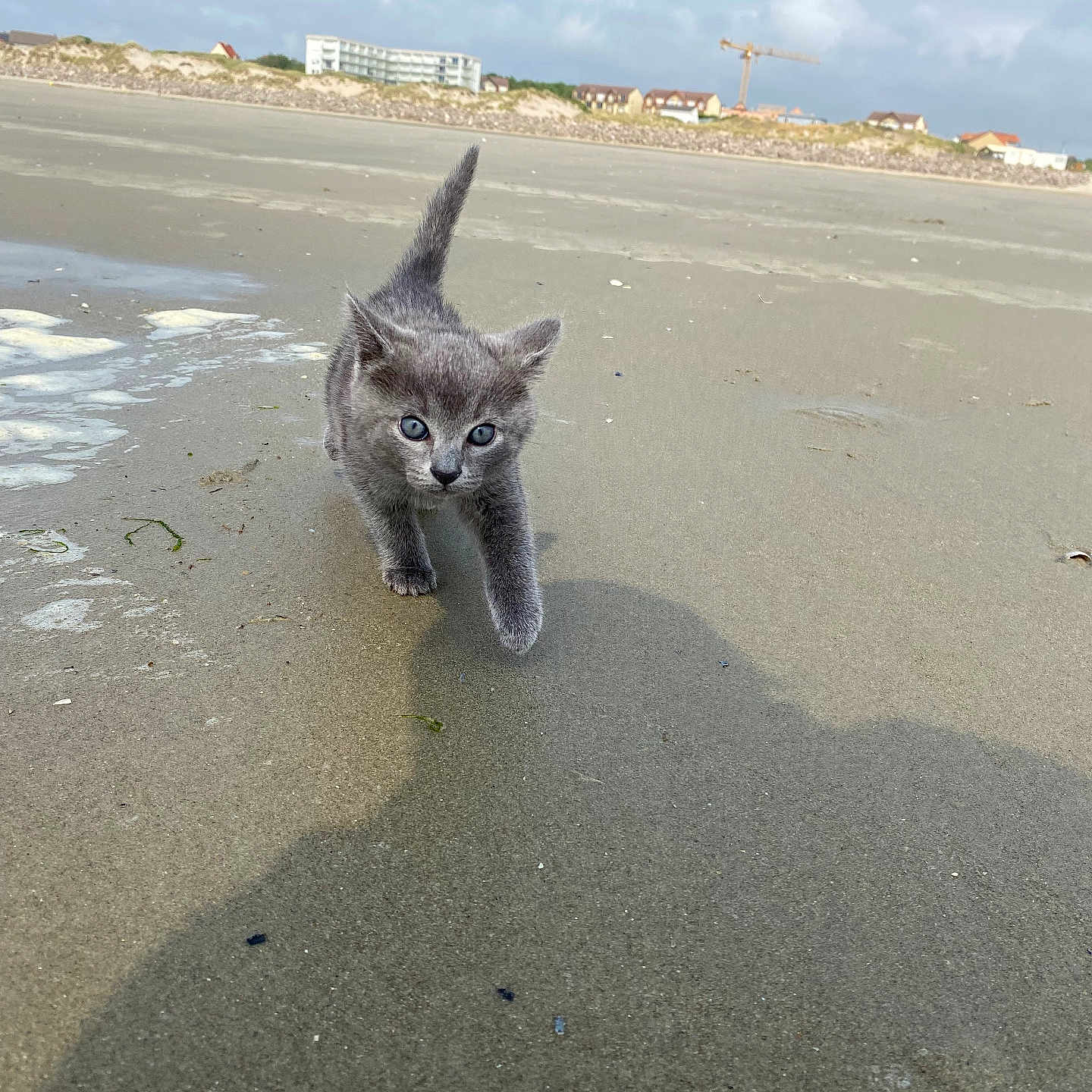 Suzie a rejoint le concours — aidez-le/la à gagner de superbes lots ! abyssinian, animal, beach, cat, coast, construction, constructioncrane, gray, kitten, manx, nature, outdoors, pet, road, sand, sea, shoreline, soil, tarmac, water