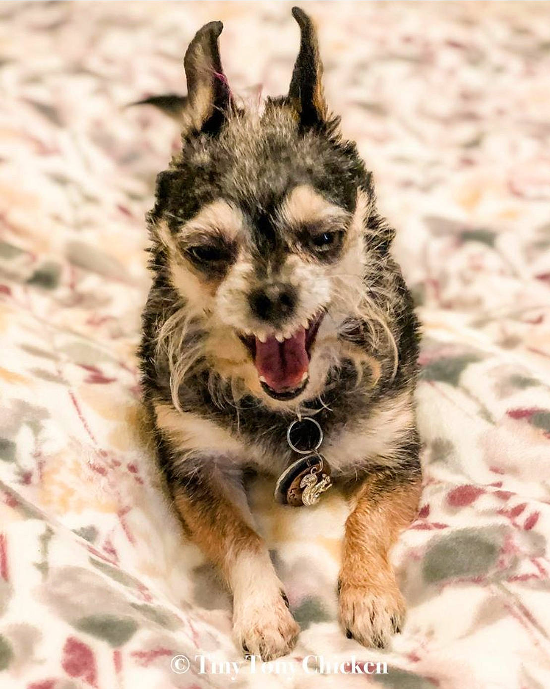 Loo joined the competition — help win amazing prizes! canidae, carnivore, dog, dog_breed, facial_expression, mammal, rare_breed_dog, snout, swedish_vallhund, vertebrate, whiskers, wolfdog