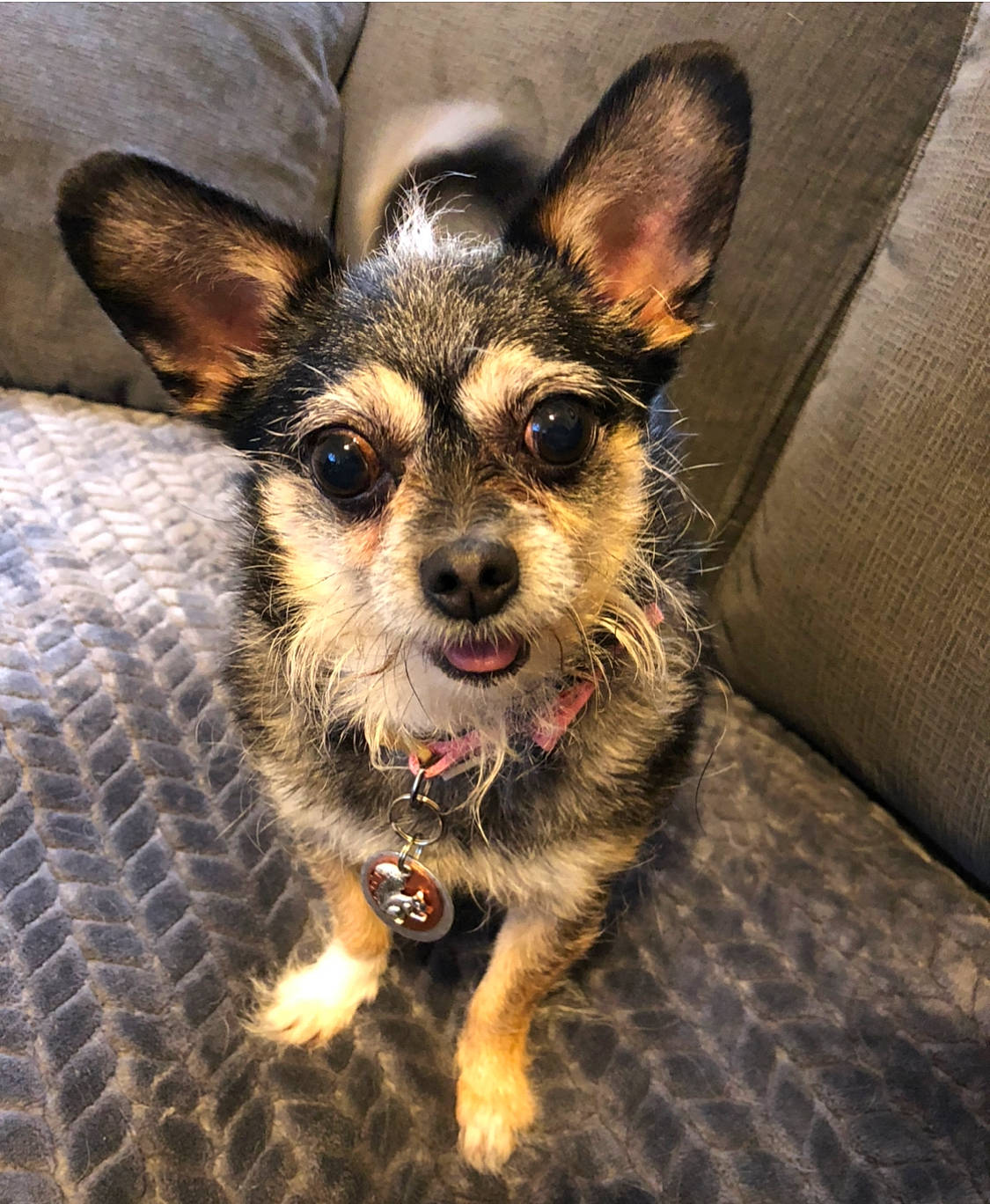 Loo is registered to the contest to win money with this photo: australian_silky_terrier, cairn_terrier, canidae, carnivore, companion_dog, dog, dog_breed, ear, mammal, morkie, norwich_terrier, puppy, rare_breed_dog, snout, sporting_group, terrier, toy_dog, vertebrate, whiskers, working_dog