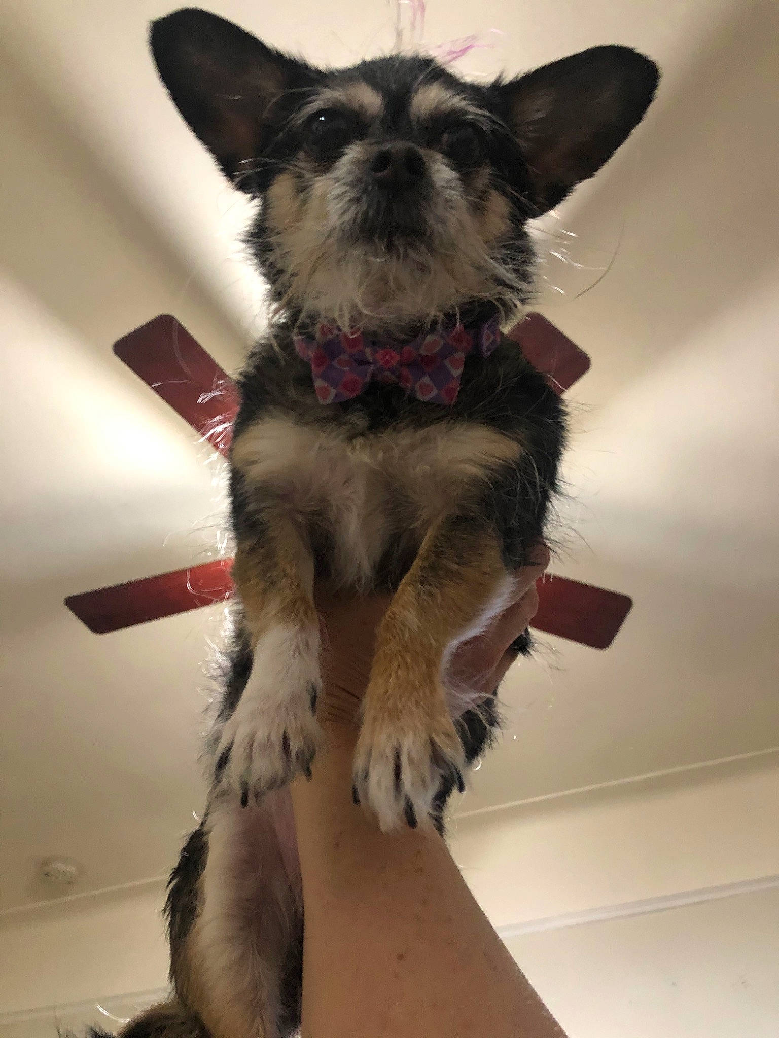 Loo joined the competition — help win amazing prizes! border_terrier, cairn_terrier, canidae, carnivore, companion_dog, dog, dog_breed, ear, fawn, mammal, paw, puppy, schnauzer, snout, sporting_group, terrier, vertebrate, whiskers