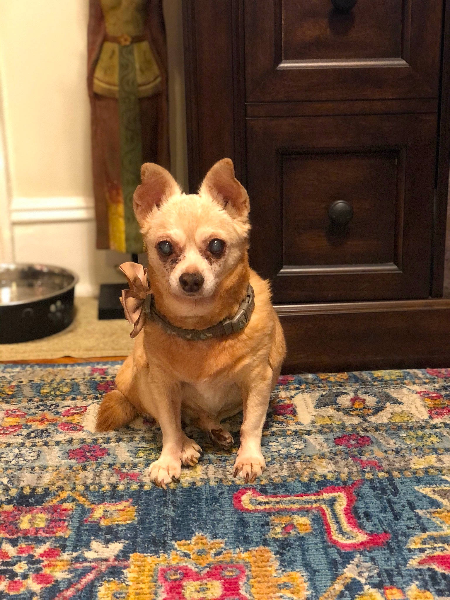 Nala Marie is registered to the contest to win money with this photo: cabinetry, carnivore, chihuahua, companion_dog, dog, dog_breed, dog_clothes, dog_supply, door, fawn, felidae, floor, flooring, plant, snout, tail, toy_dog, whiskers, wood, working_animal