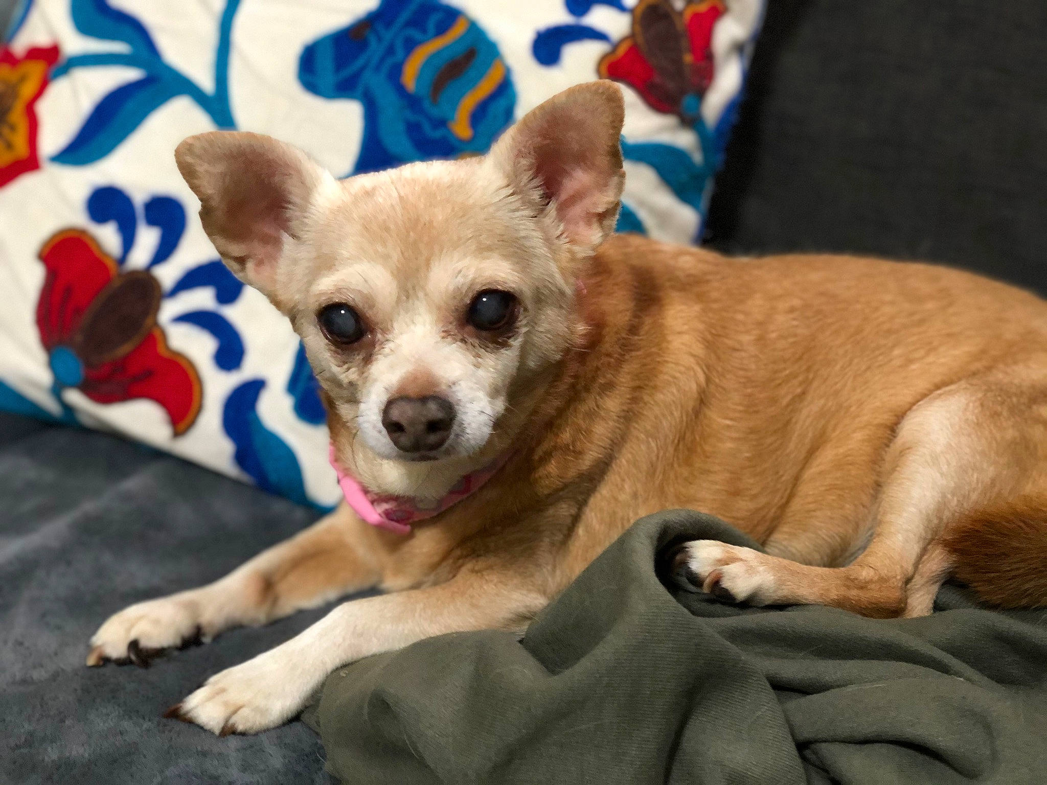 Nala Marie joined the competition — help win amazing prizes! canidae, carnivore, chihuahua, companion_dog, corgi_chihuahua, dog, dog_breed, dog_supply, eye, fawn, fur, head, non_sporting_group, paw, russkiy_toy, sporting_group, terrestrial_animal, toy_dog, whiskers, working_animal