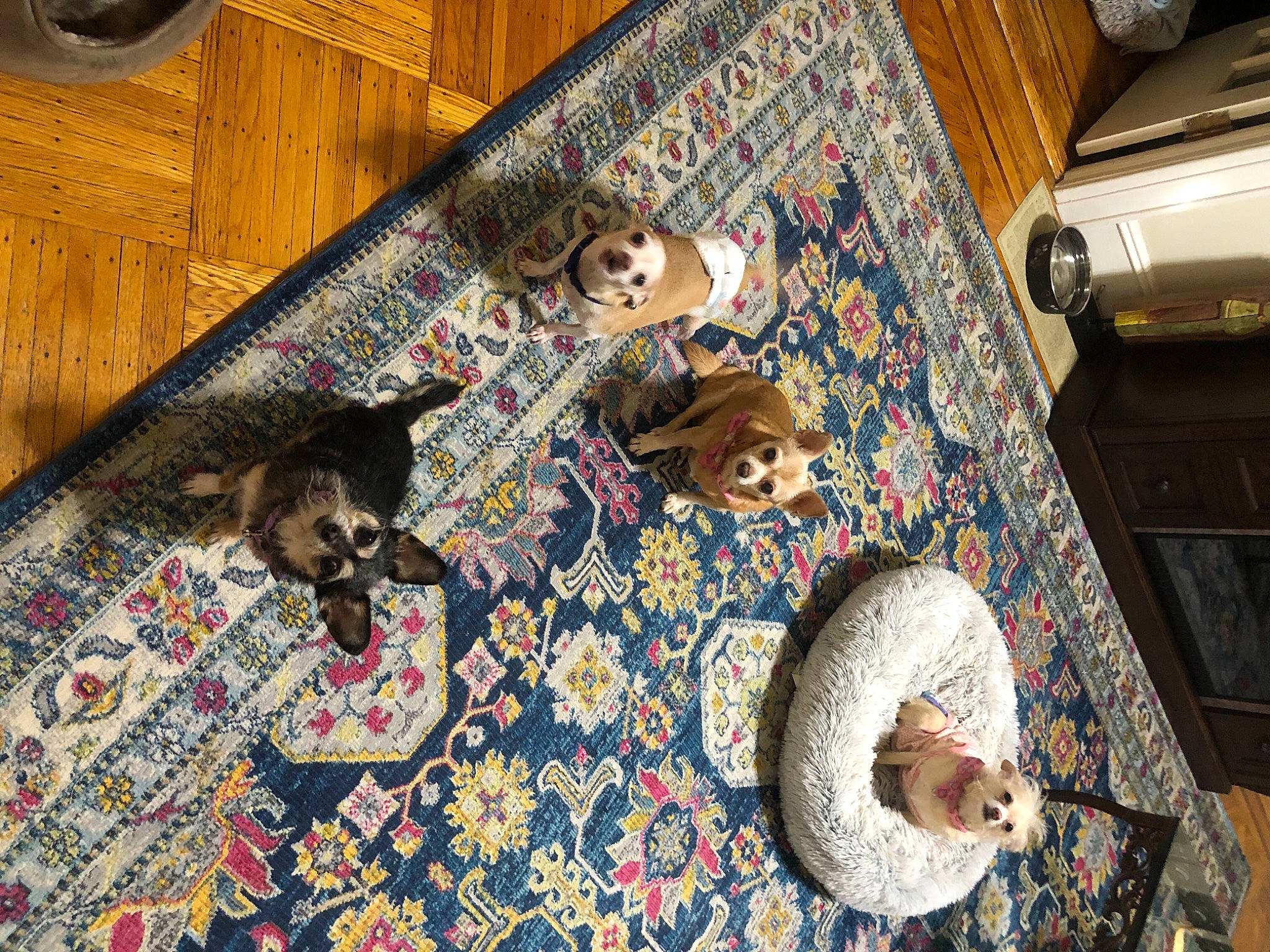 Nala Marie is registered to the contest to win money with this photo: art, brown, carnivore, carpet, dishware, felidae, floor, flooring, hardwood, linens, mat, pattern, rectangle, room, rug, serveware, tableware, wood, wood_flooring, wood_stain