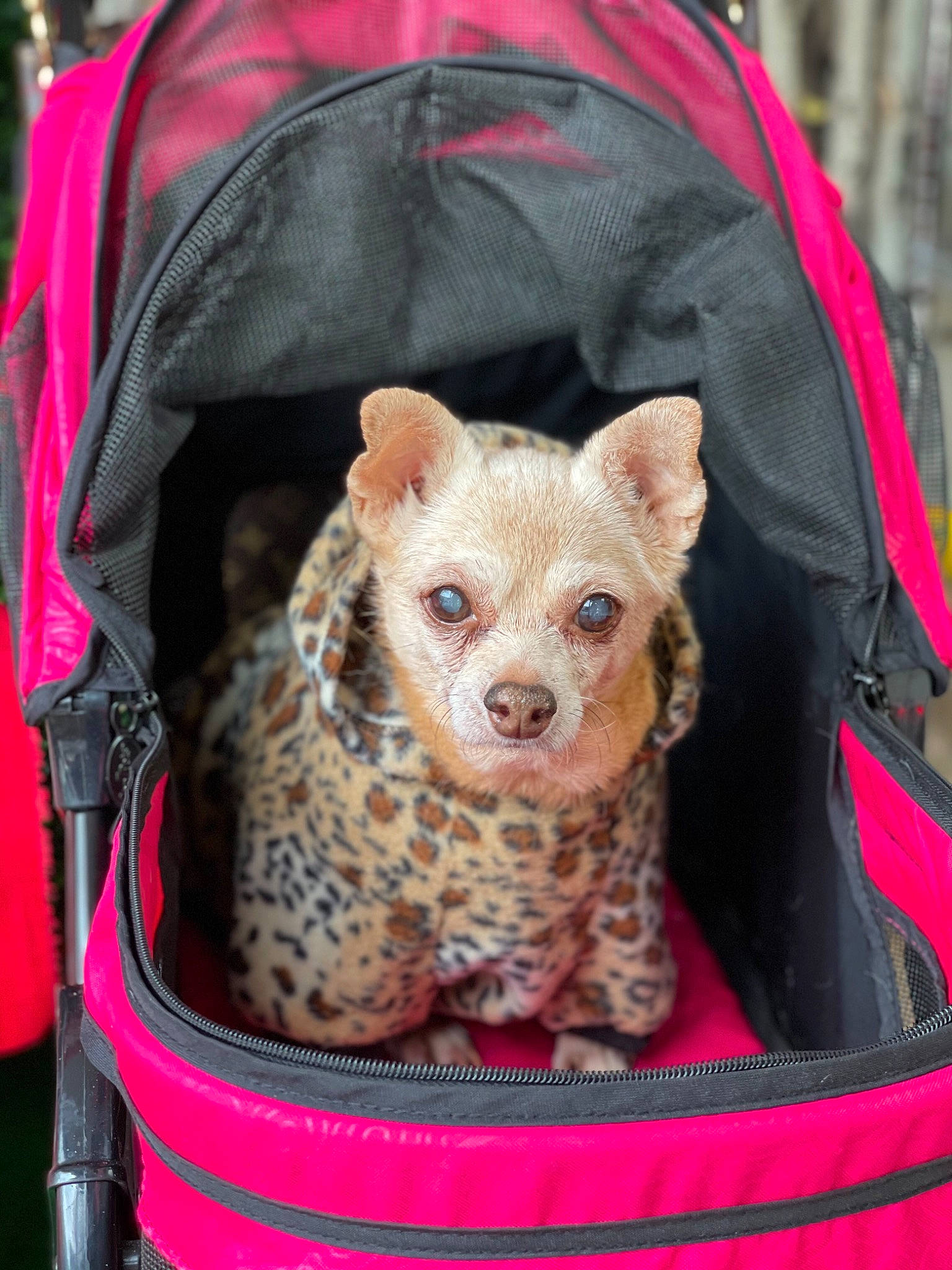 Nala Marie joined the competition — help win amazing prizes! bag, basket, big_cats, carnivore, cat, crochet, fawn, felidae, fur, magenta, pattern, pink, sitting, sleeve, small_to_medium_sized_cats, snout, terrestrial_animal, whiskers, wicker, wildlife