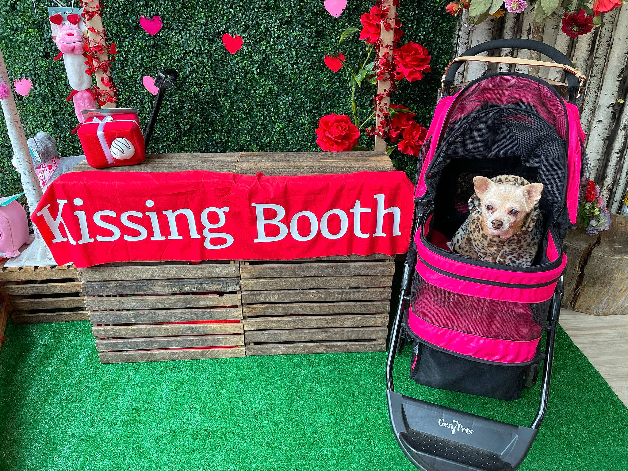 Nala Marie is registered to the contest to win money with this photo: christmas, christmas_decoration, christmas_ornament, event, flower, font, gift_wrapping, grass, green, holiday, holiday_ornament, magenta, ornament, plant, rectangle, red, rose, table, textile, tree