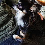 Nanouk is registered to the contest to win money with this photo: attentive, background, black_and_white, chihuahua, close_up, clothing, companion, cozy, cute, dog, furry, hand, indoor, keyboard, lap, long_hair, person, pet, sitting, small_dog
