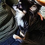 attentive, background, black_and_white, chihuahua, close_up, clothing, companion, cozy, cute, dog, furry, hand, indoor, keyboard, lap, long_hair, person, pet, sitting, small_dog