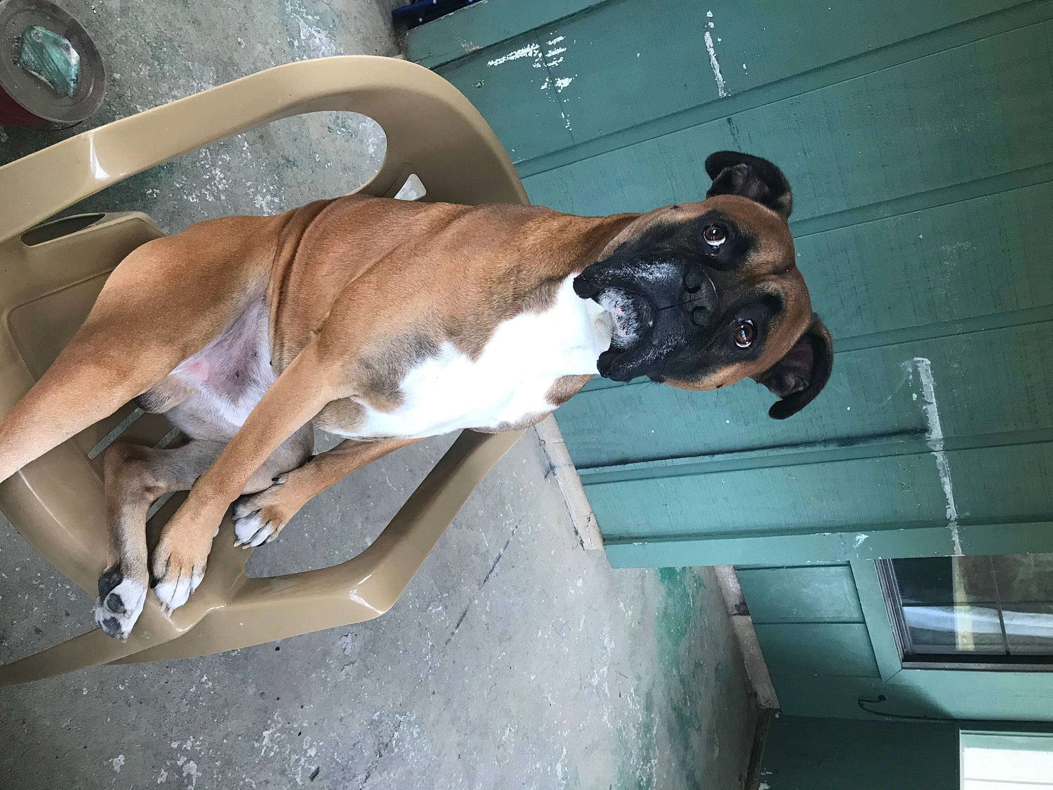 Diesel joined the competition — help win amazing prizes! boxer, canidae, carnivore, collar, comfort, companion_dog, dog, dog_breed, dog_collar, fawn, fixture, flooring, liver, snout, sporting_group, tail, vehicle_door, windshield, working_animal, working_dog