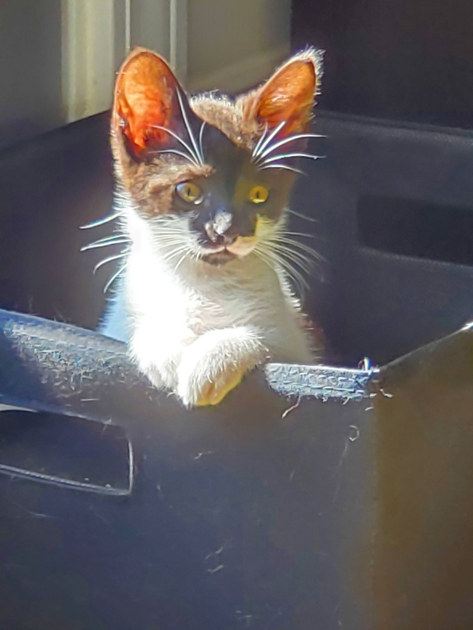 Roxy joined the competition — help win amazing prizes! carnivore, cat, ear, fawn, felidae, kitten, mammal, small_to_medium_sized_cats, tail, whiskers