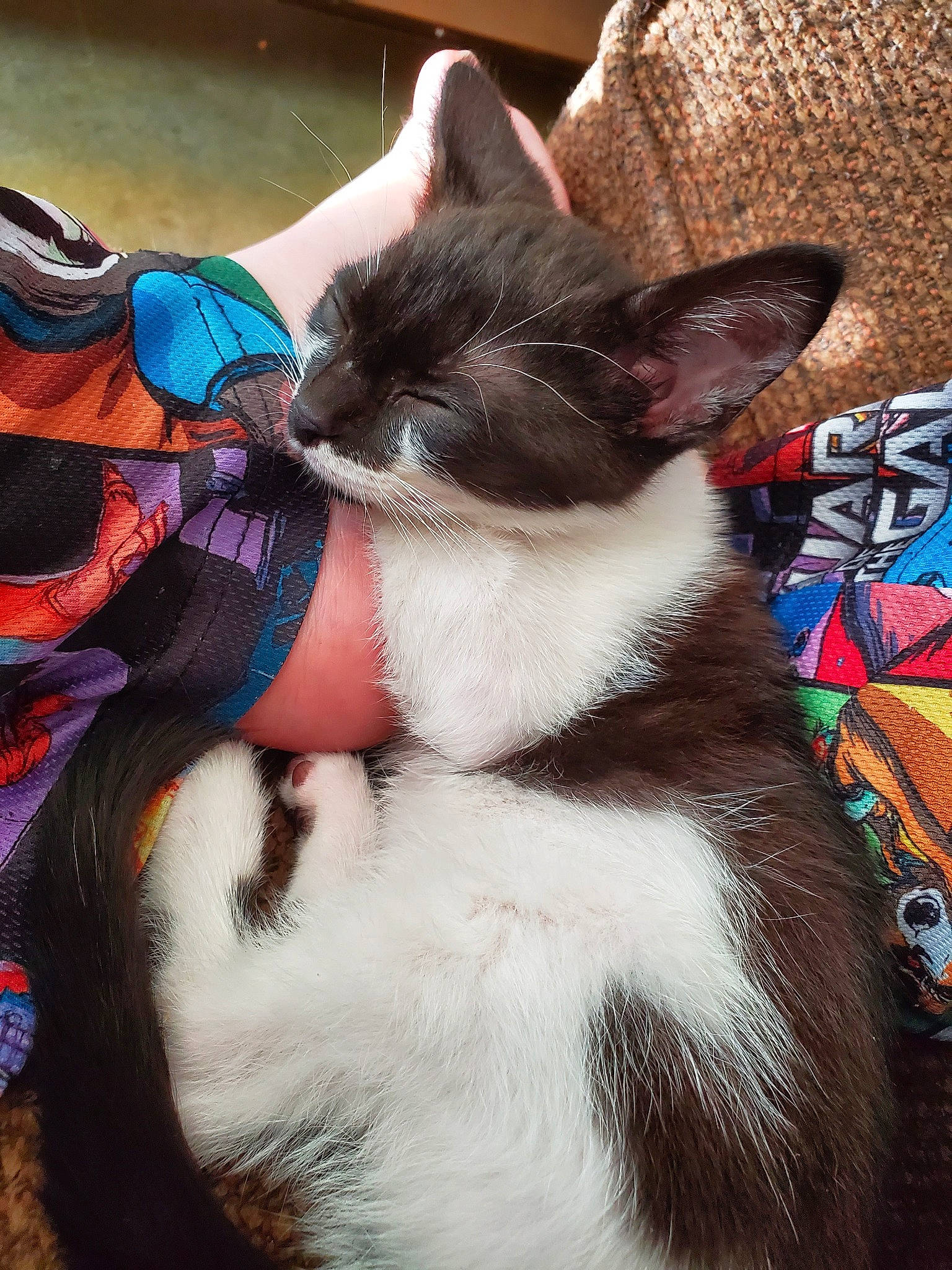 Roxy joined the competition — help win amazing prizes! asian, carnivore, cat, domestic_short_haired_cat, ear, felidae, fur, kitten, mammal, small_to_medium_sized_cats, snout, tail, vertebrate, whiskers