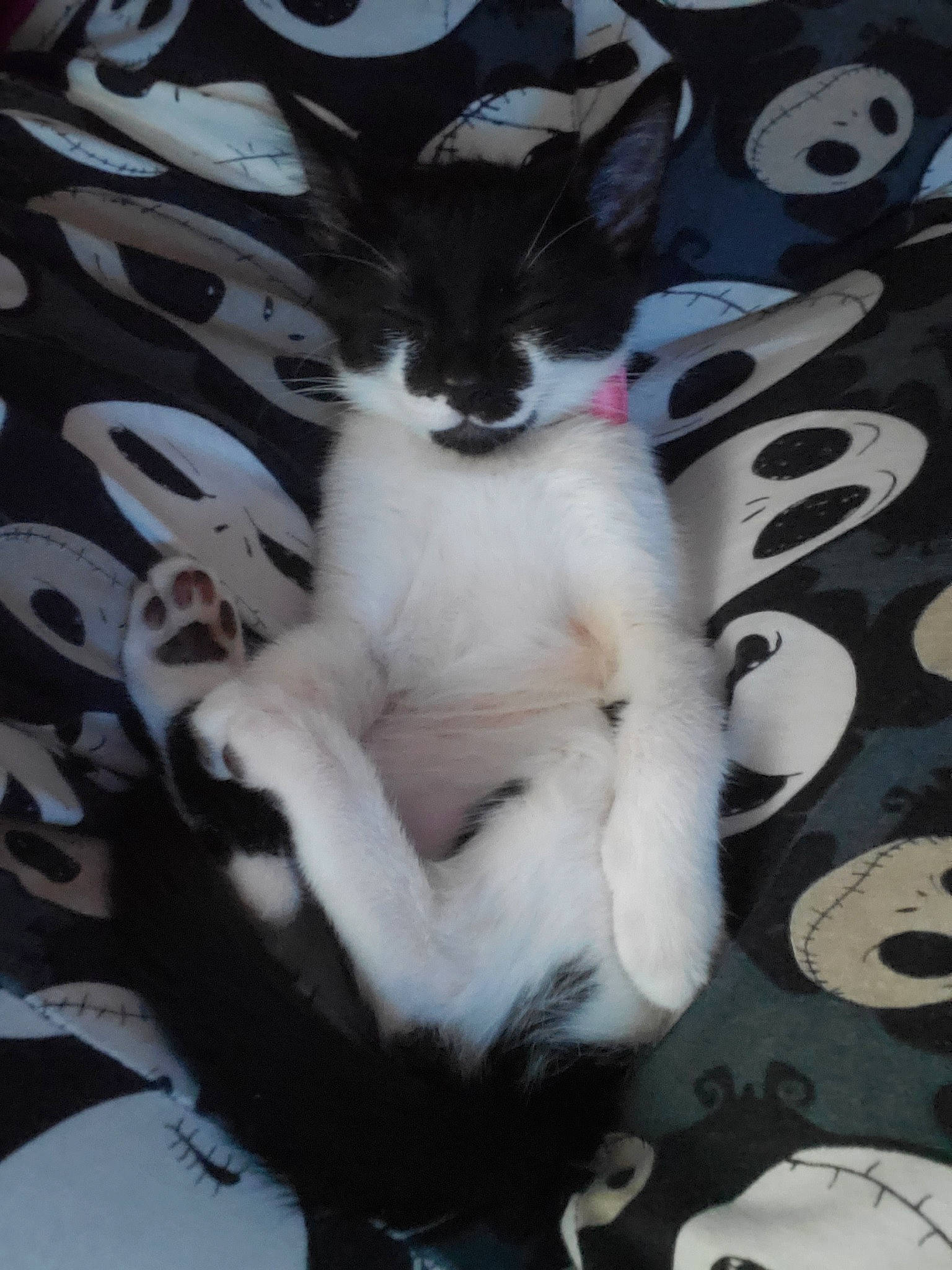 Roxy is registered to the contest to win money with this photo: black_and_white, carnivore, cat, domestic_short_haired_cat, felidae, kitten, mammal, paw, polydactyl_cat, small_to_medium_sized_cats, tail, whiskers