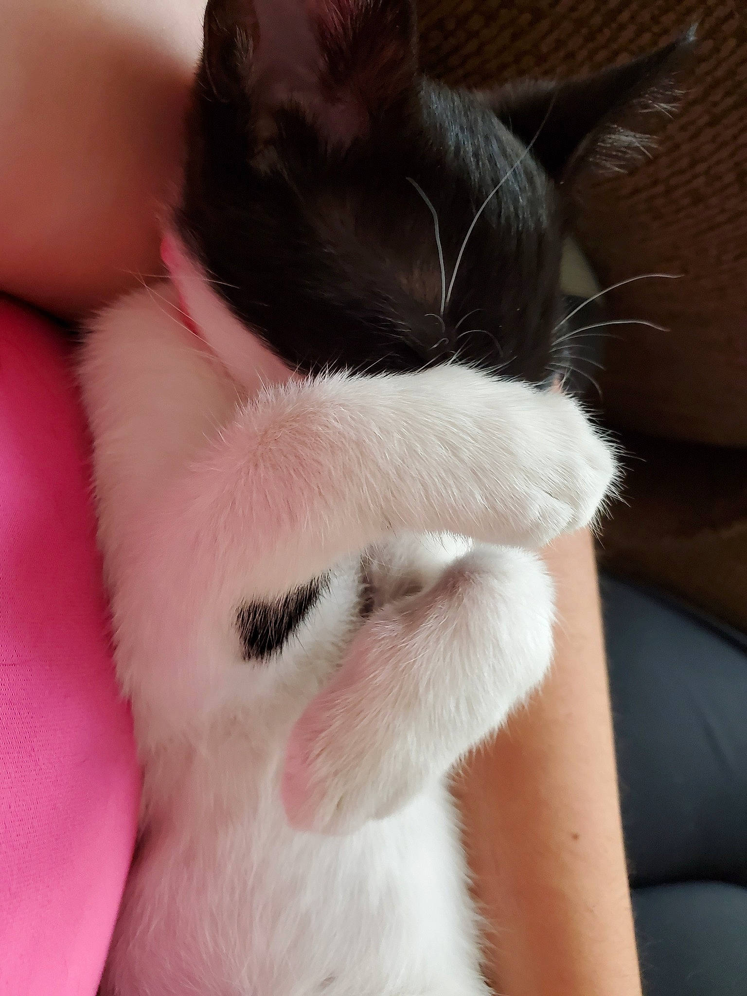 Roxy is registered to the contest to win money with this photo: carnivore, cat, claw, close_up, ear, felidae, finger, fur, hand, kitten, leg, nail, neck, paw, pink, polydactyl_cat, skin, small_to_medium_sized_cats, tail, whiskers