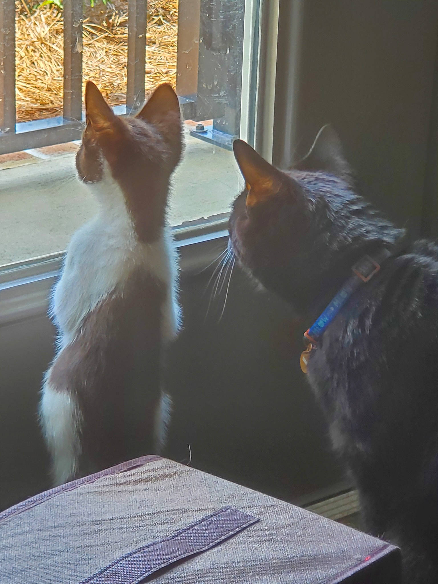 Xander is registered to the contest to win money with this photo: canidae, carnivore, cat, dog_breed, felidae, kitten, mammal, small_to_medium_sized_cats, snout, sunlight, tail, whiskers, window