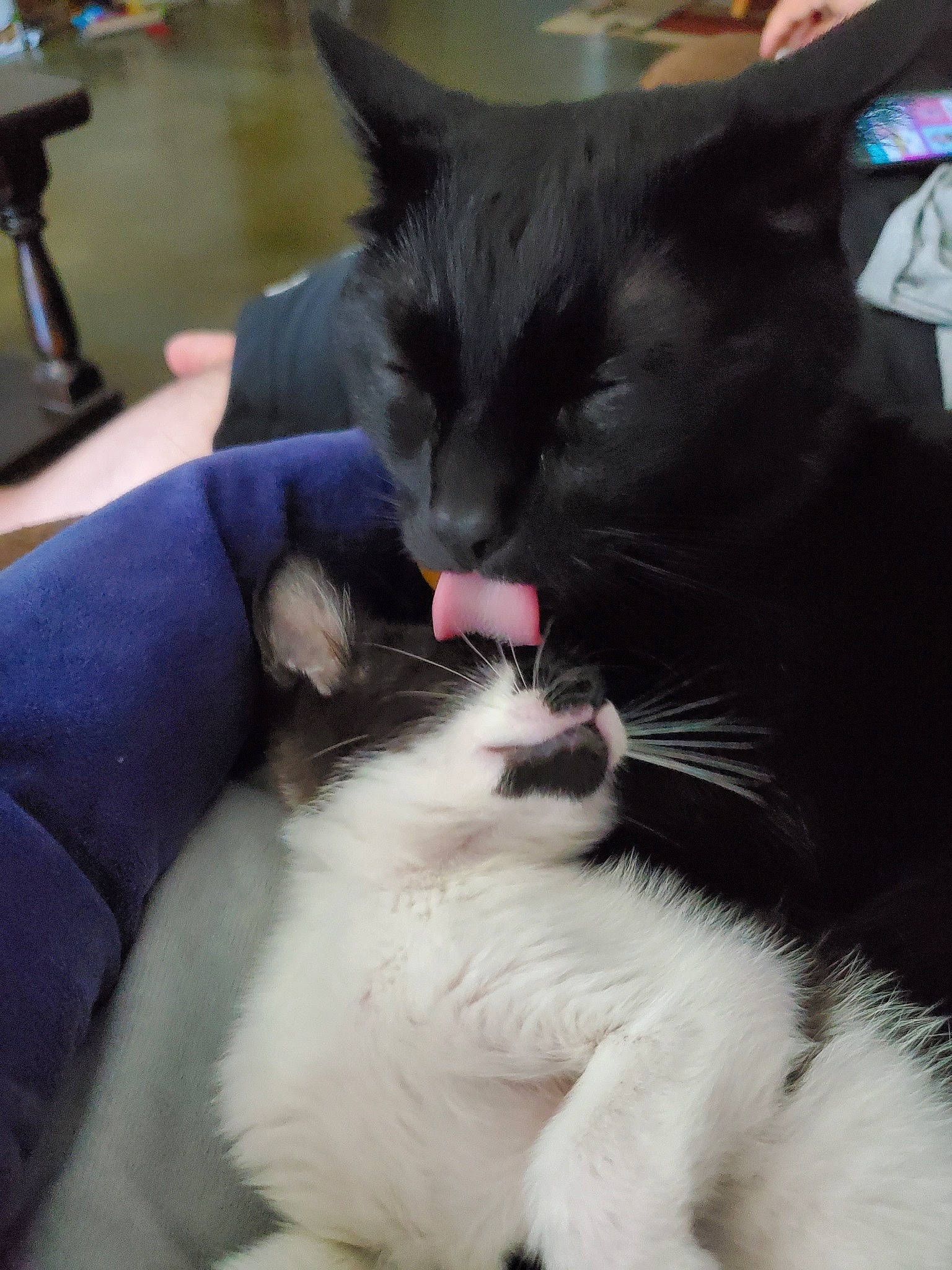 Xander joined the competition — help win amazing prizes! black_and_white, carnivore, cat, claw, domestic_long_haired_cat, ear, felidae, fur, kitten, mammal, norwegian_forest_cat, polydactyl_cat, ragamuffin, small_to_medium_sized_cats, snout, tail, whiskers