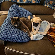 Otis is registered to the contest to win money with this photo: animal, blanket, blue_blanket, brown_leather, cat, companionship, couch, cozy, cute, dog, home, indoor, kitten, lying_down, pet, portrait, pug, relaxed, sitting, sofa