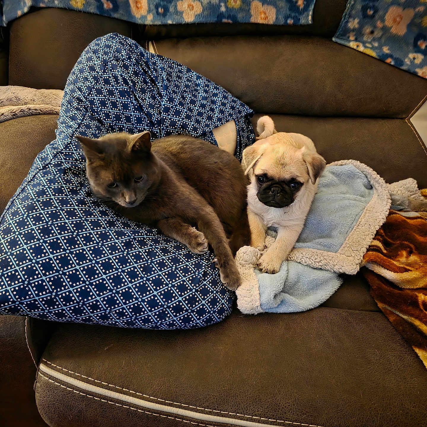Otis