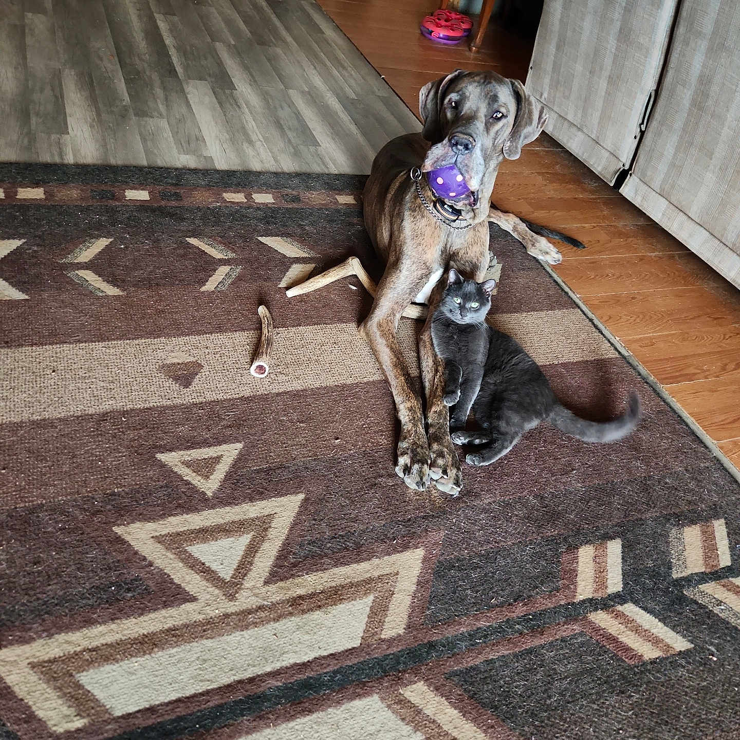 Penelope And Smoke