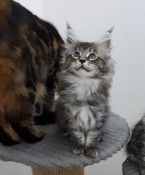 Uranium participe au concours pour gagner de l'argent avec cette photo : british_longhair, carnivore, cat, claw, domestic_short_haired_cat, felidae, fur, grey, maine_coon, monochrome_photography, paw, sitting, small_to_medium_sized_cats, snout, tail, terrestrial_animal, whiskers, window