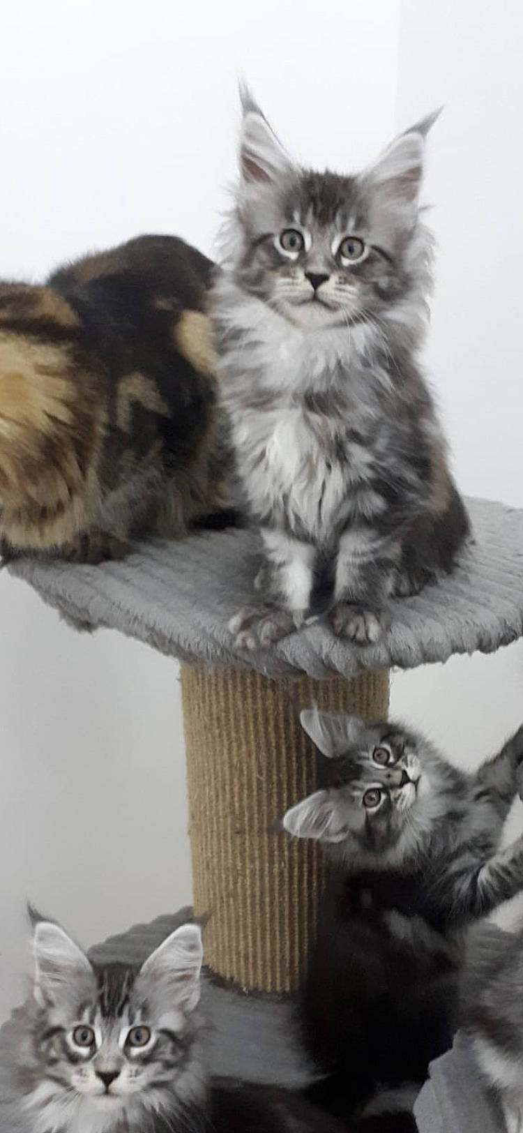 Uranium participe au concours pour gagner de l'argent avec cette photo : british_longhair, carnivore, cat, cat_supply, chair, claw, comfort, felidae, fur, maine_coon, paw, photography, sitting, small_to_medium_sized_cats, snout, tail, terrestrial_animal, whiskers, wood