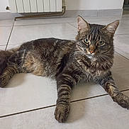 Tigrou participe au concours pour gagner de l'argent avec cette photo : cat, tabby, indoor, floor, tile, pet, animal, feline, resting, looking, ears, whiskers, fur, paw, tail, home, radiator, doorway, calm, confident