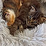 kitten, cat, sleeping, curious, fluffy_bed, fur, pet, animal, cozy, cute, resting, snuggling, domestic_animal, young, feline, bed, soft, companion, two_kittens, relaxed