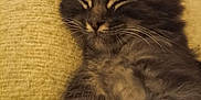 Tigrou a rejoint le concours — aidez-le/la à gagner de superbes lots ! kitten, sleeping, gray_fur, tabby, whiskers, close_up, cozy, blanket, texture, feline, pet, animal, cute, resting, indoor, soft, fur, small, relaxed, peaceful